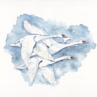 River Swan of Avon