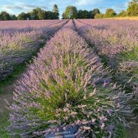 Warwickshire Lavender Farm