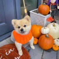 Doggie Knits