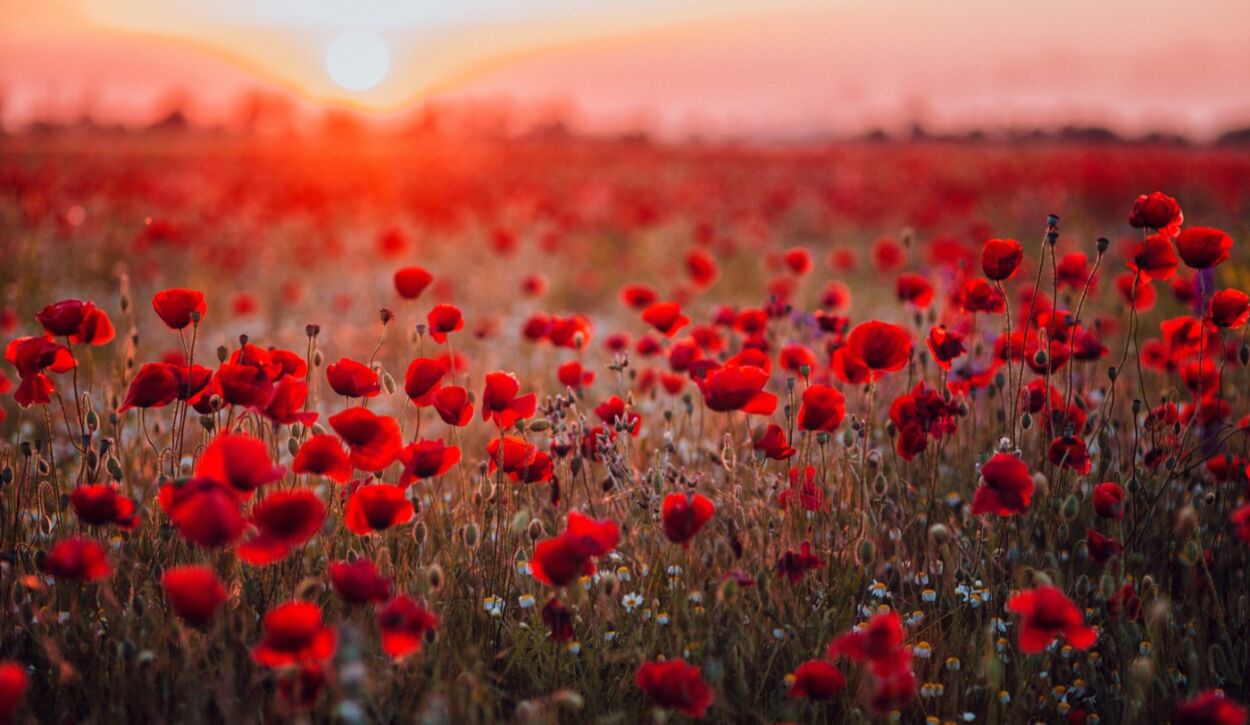 Kenilworth Remembrance Parade - Road Closures