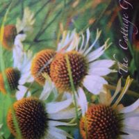 Cottage Gardens
